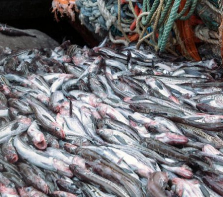 Россия проводит большую работу для возвращения на рыбный рынок КНР