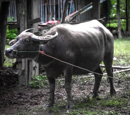 Россельхознадзор запретил ввоз крупного рогатого скота из Таиланда